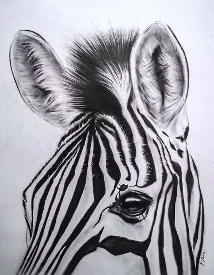 Detailed monochrome close-up of a zebra